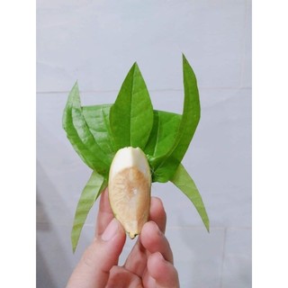 13 phần trầu têm cánh phượng cúng đầy tháng - thôi nôi