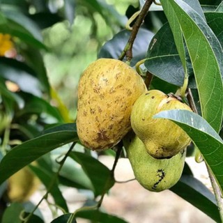 Cây bình bát giống /na xiêm ( 5 cây con rễ trần giâm rất dễ sống)