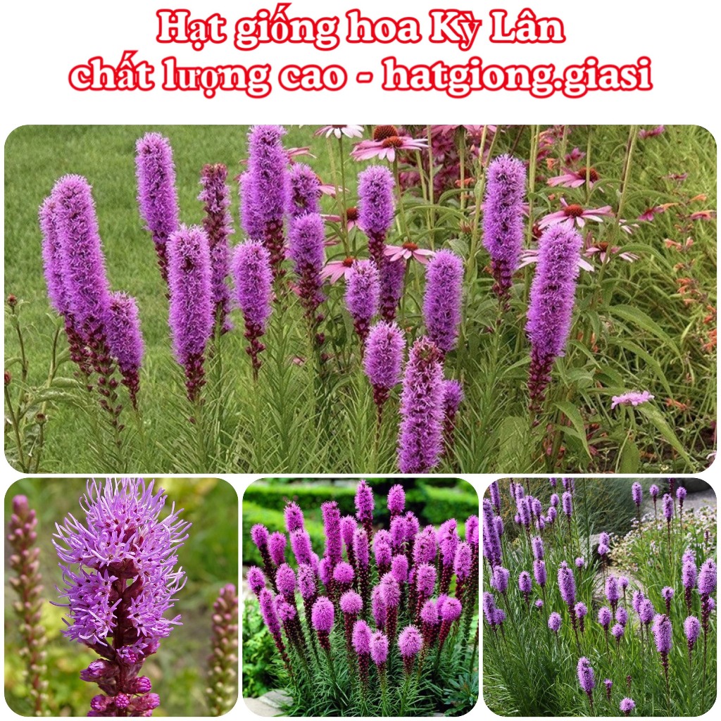 Hạt giống hoa kỳ lân làm cảnh