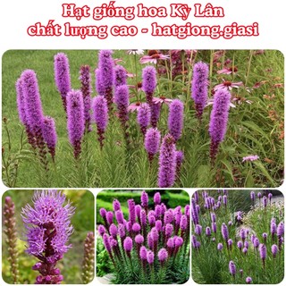 Hạt giống hoa kỳ lân làm cảnh