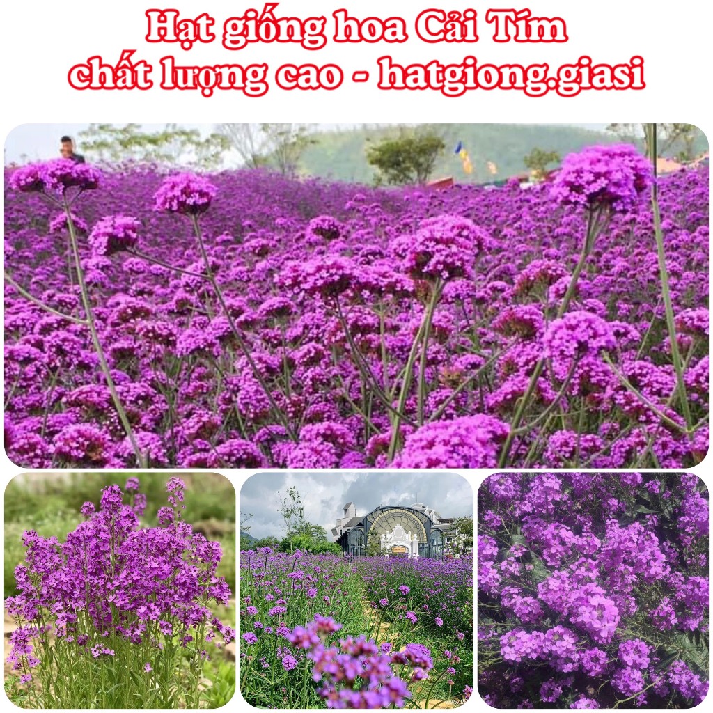Hạt giống hoa cải tím làm cảnh