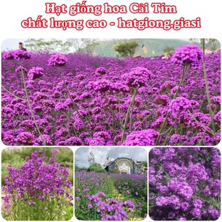 Hạt giống hoa cải tím làm cảnh