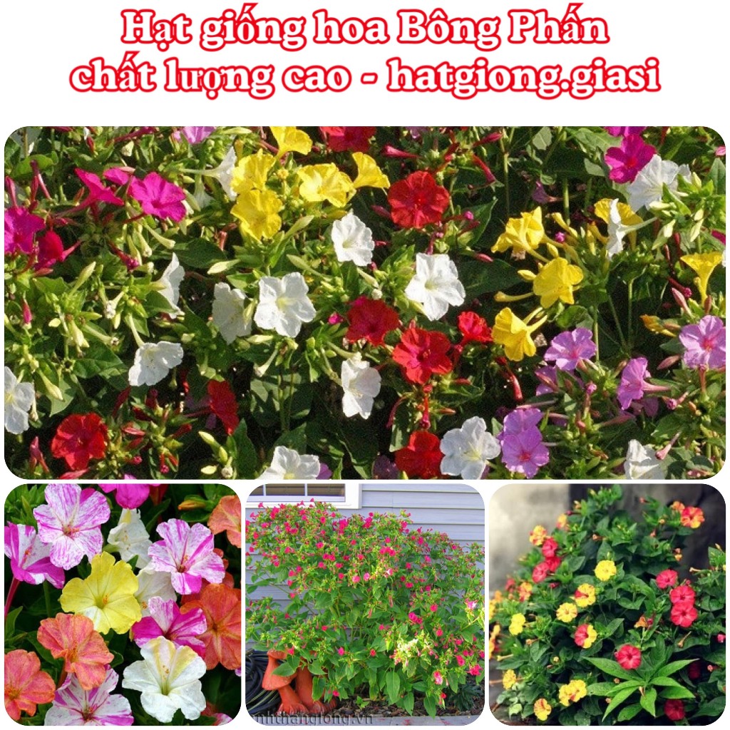Hạt giống hoa Bông Phấn mix màu