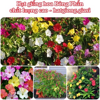 Hạt giống hoa Bông Phấn mix màu
