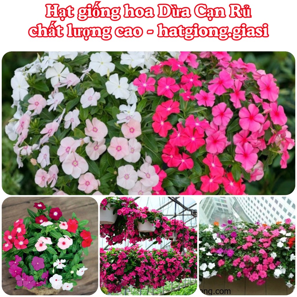 Hạt giống hoa dừa cạn rủ mix màu