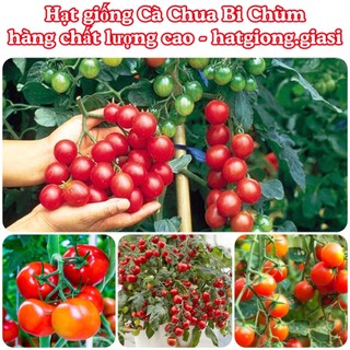 Hạt giống cà chua bi chùm siêu quả