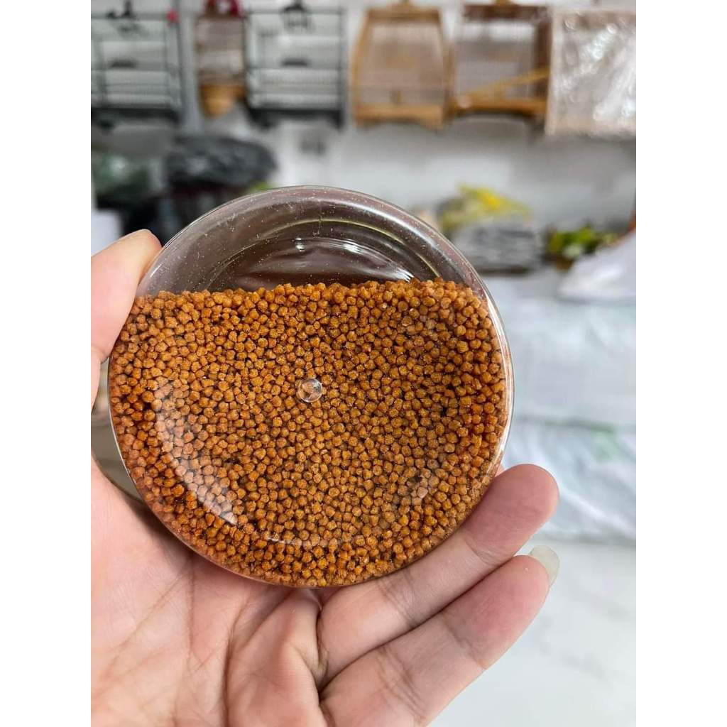 CÁM THỬA SIÊU NĂNG LƯỢNG LÃO ĐẠI DÙNG CHO CHÀO MÀO THI ĐẤU CĂNG LỬA ĐẤU BỀN