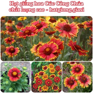 Hạt giống hoa cúc công chúa