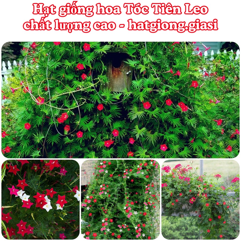 Hạt giống tóc tiên leo giàn