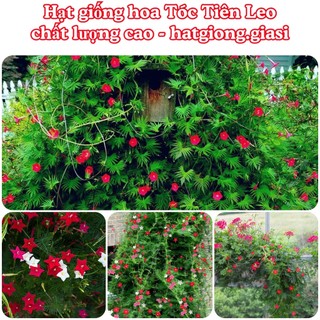 Hạt giống tóc tiên leo giàn