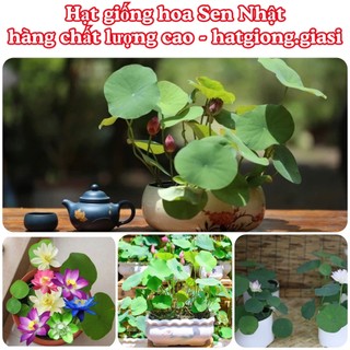 Hạt giống hoa sen nhật siêu dễ trồng