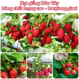 Hạt Giống Dâu Tây