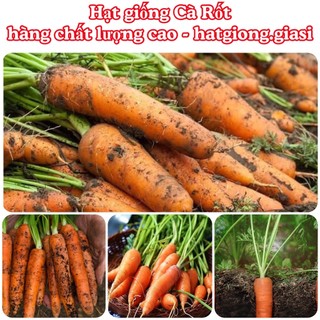 Hạt giống cà rốt đỏ củ to
