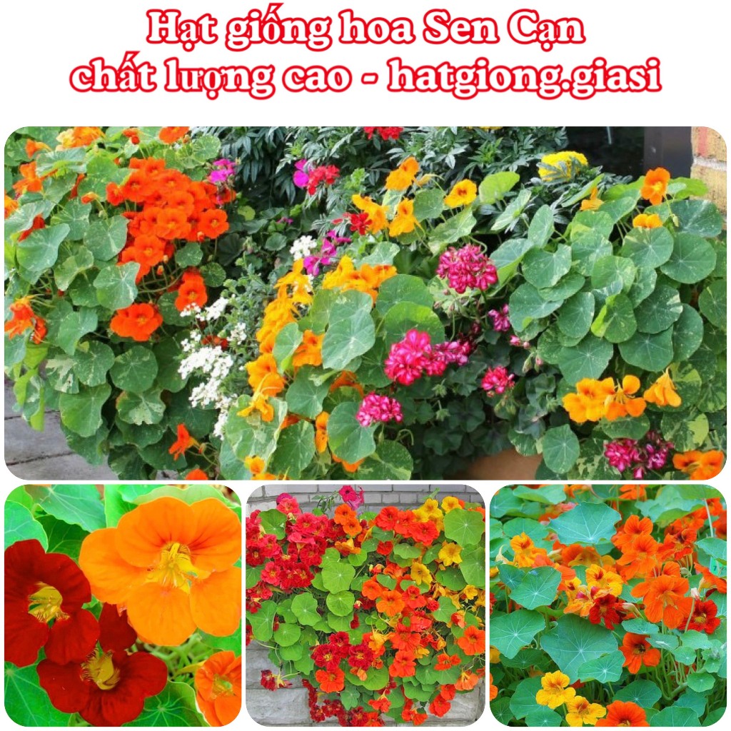 Hạt Giống Hoa Sen Cạn