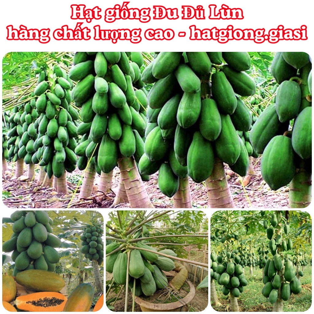 Hạt giống đu đủ lùn siêu trái ruột đỏ