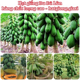 Hạt giống đu đủ lùn siêu trái ruột đỏ