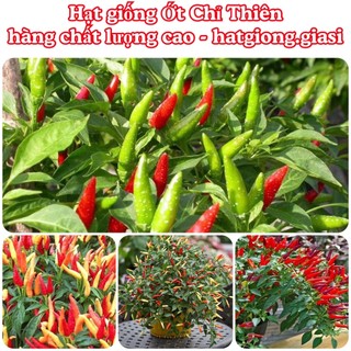 Hạt giống ớt chỉ thiên siêu cay