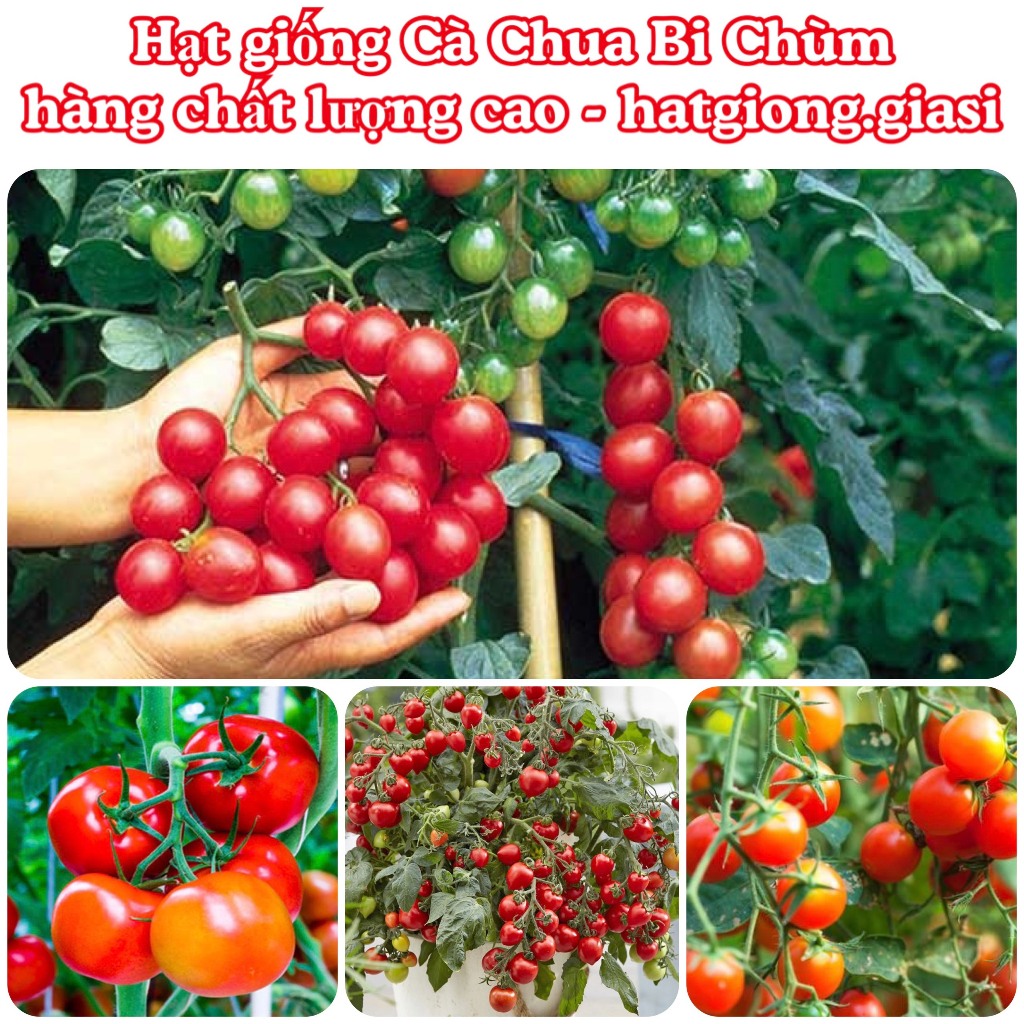 Hạt giống cà chua bi chùm