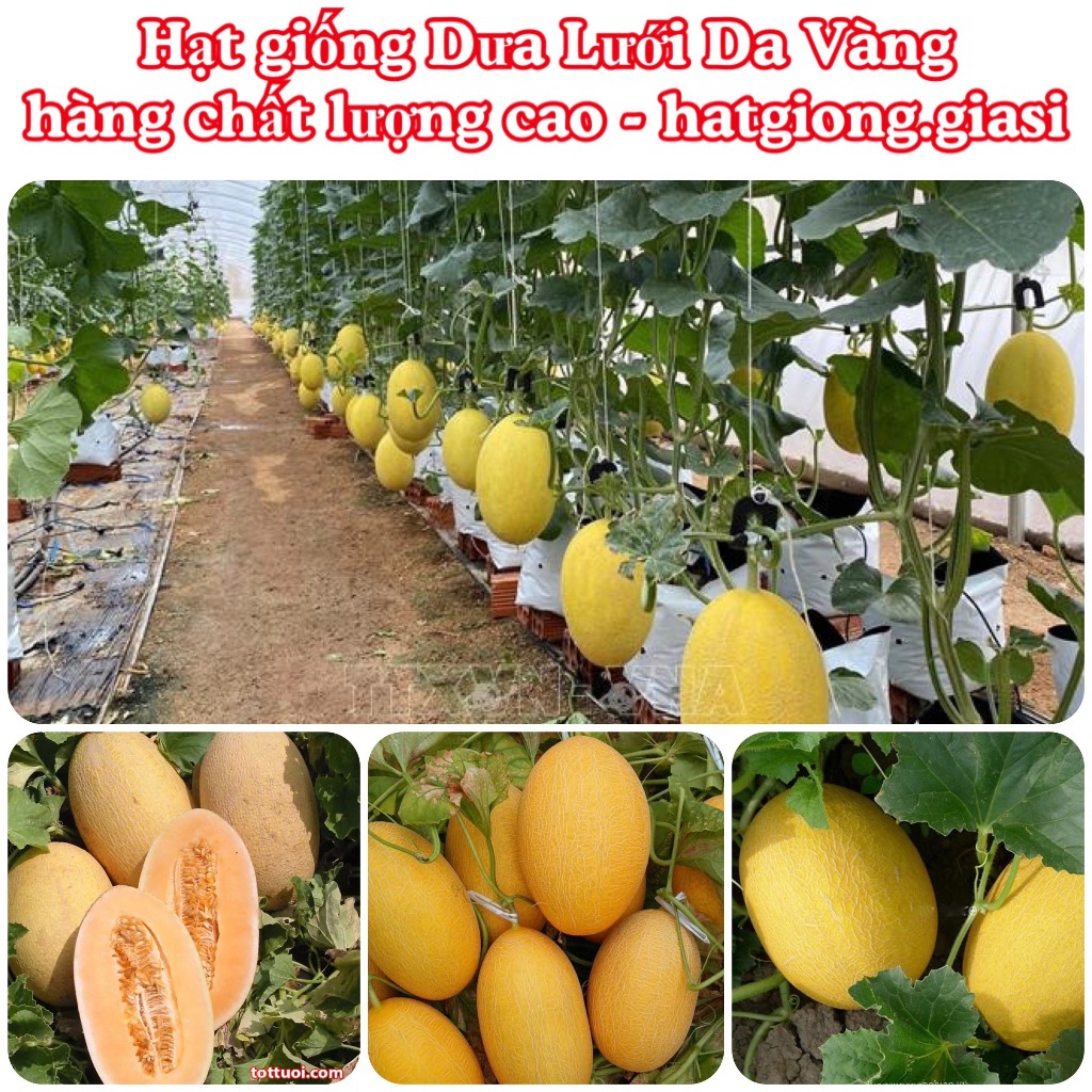 Hạt giống dưa lưới da vàng