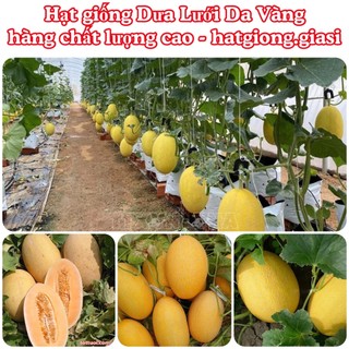 Hạt giống dưa lưới da vàng