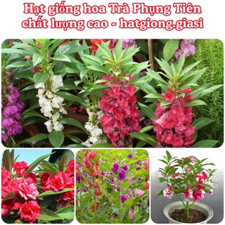 Hạt Giống Hoa Trà Phụng Tiên Siêu Dễ Trồng