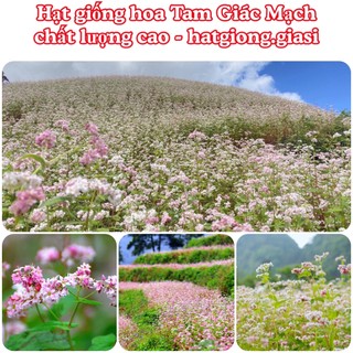 Hạt Giống Hoa Tam Giác Mạch (gói 200 hạt)