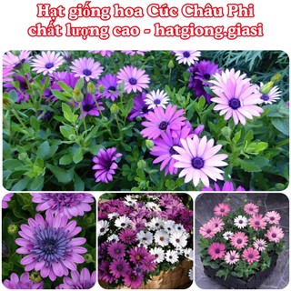 Hạt giống cúc châu phi
