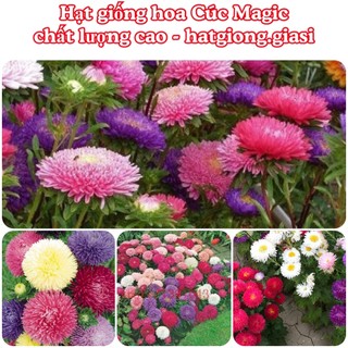 Hạt Giống Hoa Cúc Magic