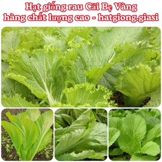Hạt giống cải bẹ vàng cao sản