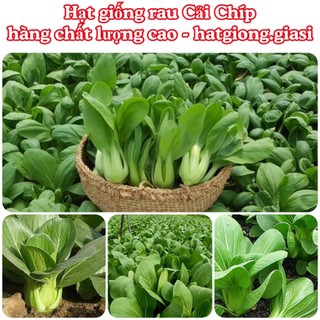Hạt giống rau cải chíp cao sản