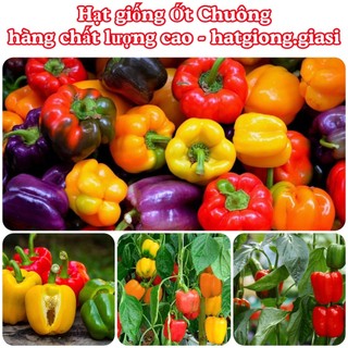 Hạt giống ớt chuông cao sản