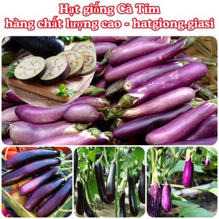 Hạt giống cà tím năng suất