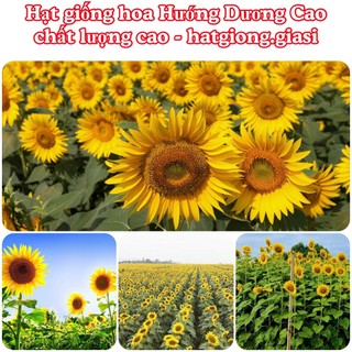 Hạt Giống Hoa Hướng Dương Cao (gói ~5gram)