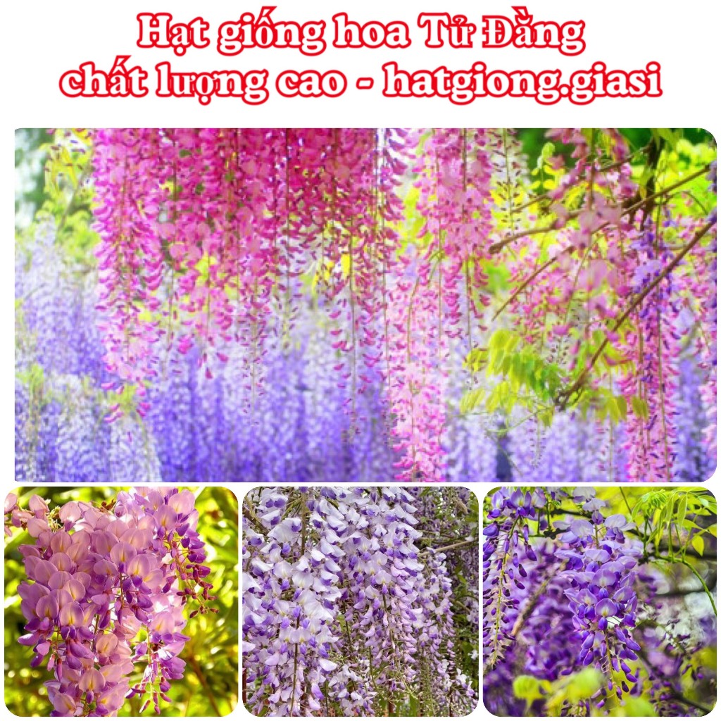 Hạt Giống Hoa Tử Đằng
