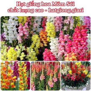 Hạt Giống Hoa Mõm Sói