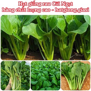 Hạt giống rau cải ngọt xanh ăn cực ngon