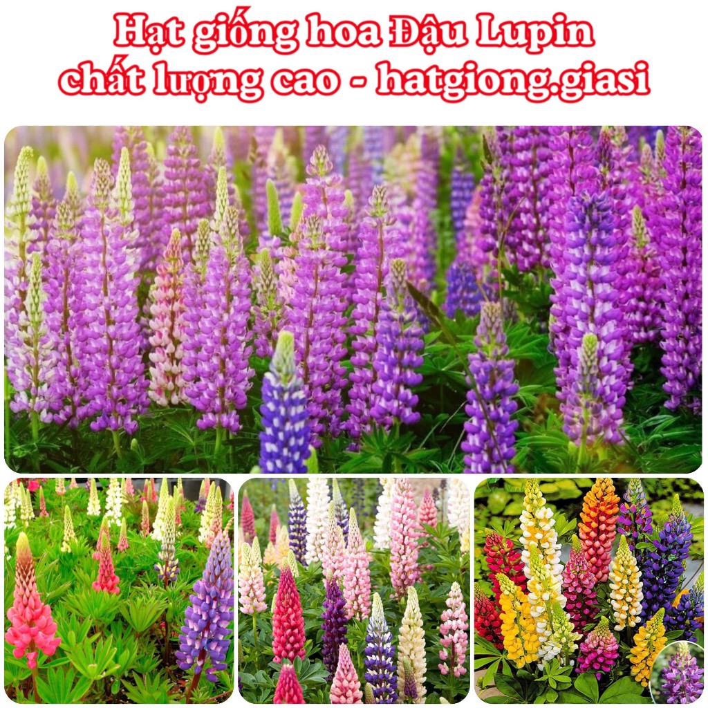 Hạt Giống Hoa Đậu Lupin