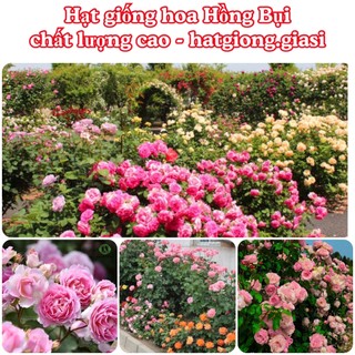 Hạt Giống Hoa Hồng Bụi Mix Đủ Màu (gói~ 30 hạt)