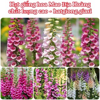Hạt Giống Hoa Mao Địa Hoàng Hoa Tháp