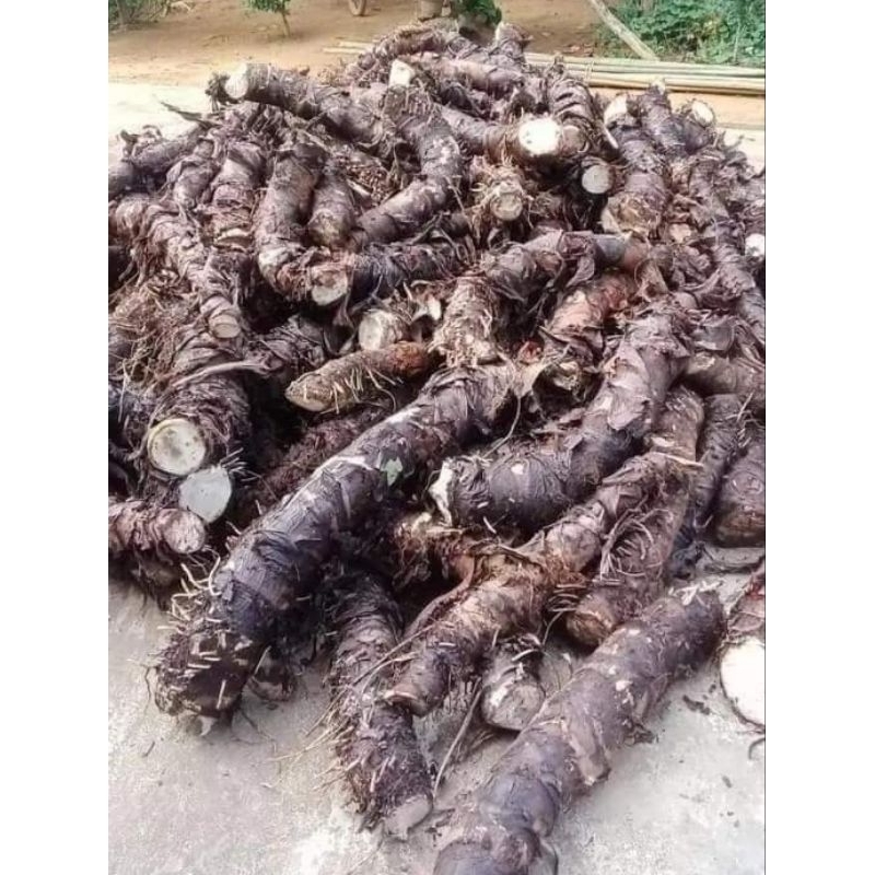 1kg củ bạc hà núi