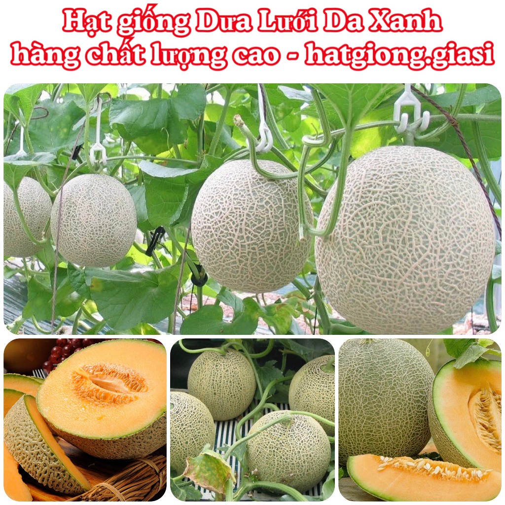 Hạt giống dưa lưới da xanh