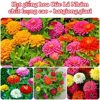 Hạt Giống Hoa Cúc Lá Nhám mix nhiều màu