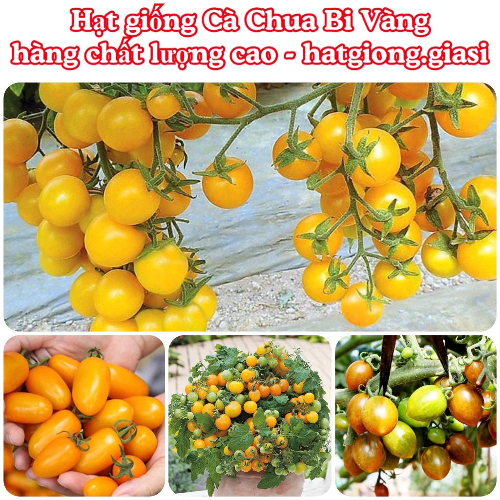 Hạt giống cà chua bi vàng