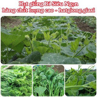 Hạt giống Bí siêu ngọn cao sản
