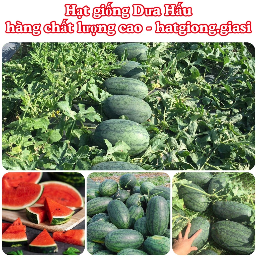 Hạt giống dưa hấu siêu ngọt