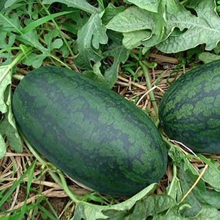 Hạt giống dưa hấu siêu ngọt