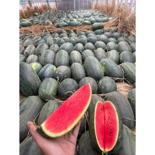 Hạt giống dưa hấu siêu ngọt