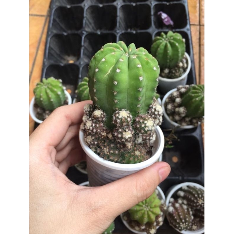 Xương rồng echino