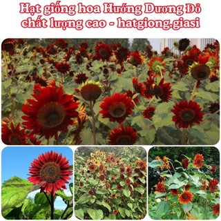 Hạt Giống Hoa Hướng Dương Đỏ (gói ~5gram)