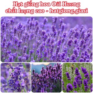 Hạt Giống Hoa Oải Hương Màu Tím Mộng Mơ